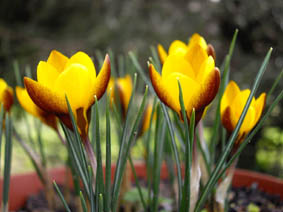 Crocus chrysanthus 'Zwanenburg Bronze'